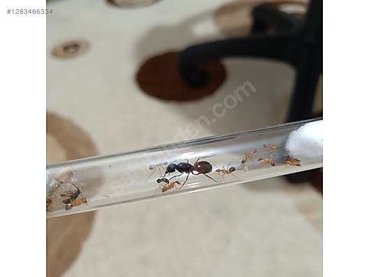 Pets & Livestock / Insects / Ants