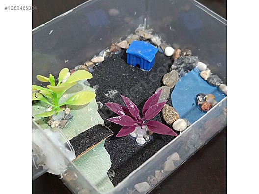 Pets & Livestock / Insects / Ants