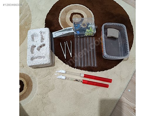 Pets & Livestock / Insects / Ants