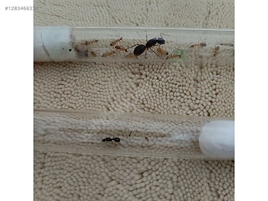 Pets & Livestock / Insects / Ants