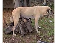 Ucretsiz Kopek Sahiplendirme Ilanlari Sahibinden Com