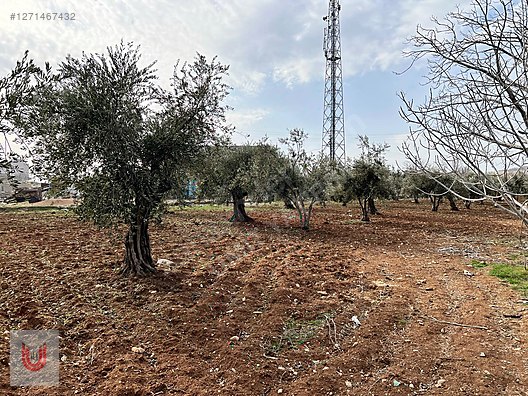 ACİLL!!! (TAKAS OLUR )HELVACIOĞLU MAH'DE SATILIK İMAR İÇİ ARAZİ #1271467432