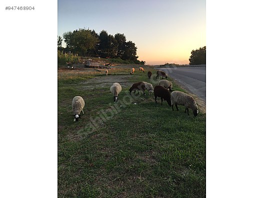 koyun satilik romanov koyunu sahibinden comda 947468904