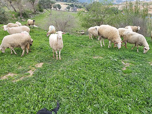 Koc Adaklik Etlik Izmir Merkezde En Uygun Bizde Kesimde Bedava Sahibinden Comda 887470347