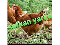 Istanbul Satilik Tavuk Cinsleri Ve Fiyatlari Sahibinden Com Da Istanbul Satilik Tavuk Cinsleri Ve Fiyatlari Sahibinden Com Da