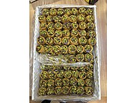 ÇİKOLATALI BÜLBÜL YUVASI