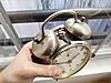 Used & Brand New Items / Antique / Decorative Products / Antique Clocks