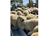 Ankara Adaklık Şok Kampanya #1201472846