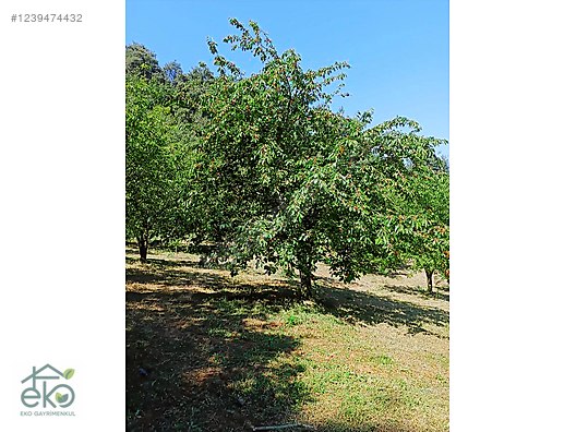 İZNİK / KAYNARCA KÖYÜNE 2 KM UZAKLIKTA OSMANELİ / BEREKET KÖYÜ