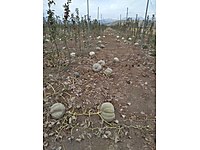 Balkabağı (Isparta)