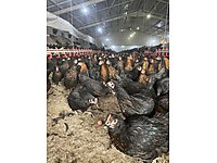 Keban Satilik Tavuk Cinsleri Ve Fiyatlari Sahibinden Com Da Keban Satilik Tavuk Cinsleri Ve Fiyatlari Sahibinden Com Da