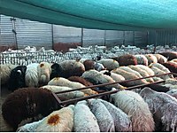 İSTANBUL ÖZGÜR ADAK KURBAN YERİ ÜCRETSİZ KESİM #1193479527