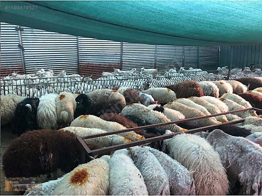 Pets & Livestock / Small Livestock / Sheep