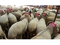 KAMPANYAAAAA ADAKLIK ETLİK KOYUNLAR 6000 TL !!! KESİM BEDAVA !! #1283480337