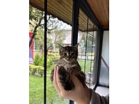 Tek kalan kardeşe yuva arıyorum #1282481225