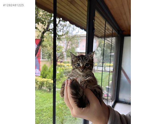 Hayvanlar Alemi / Evcil Hayvanlar / Kedi / Tekir