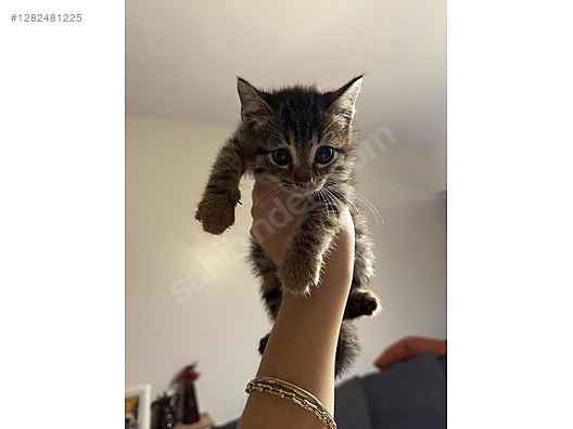 Hayvanlar Alemi / Evcil Hayvanlar / Kedi / Tekir