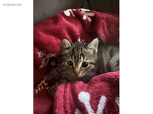 Hayvanlar Alemi / Evcil Hayvanlar / Kedi / Tekir