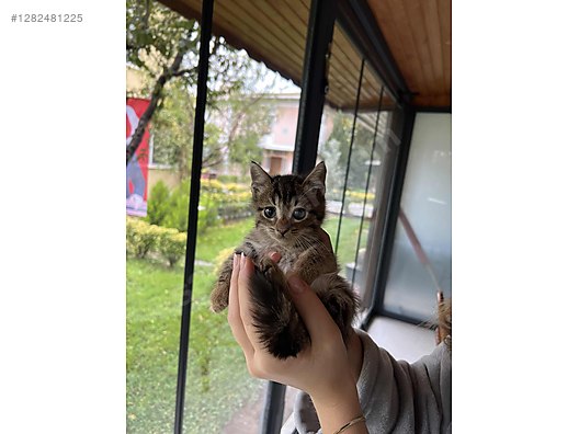 Hayvanlar Alemi / Evcil Hayvanlar / Kedi / Tekir