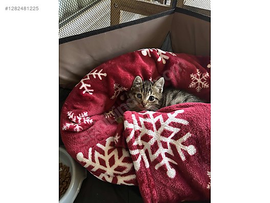 Hayvanlar Alemi / Evcil Hayvanlar / Kedi / Tekir