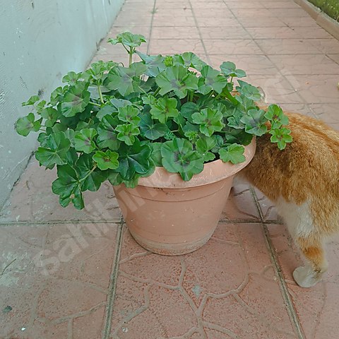 PEMBE SAKIZ SARDUNYA