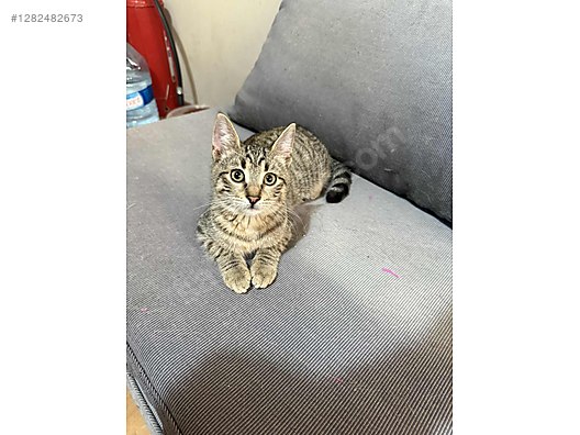 Pets & Livestock / Pets / Cats / Tekir