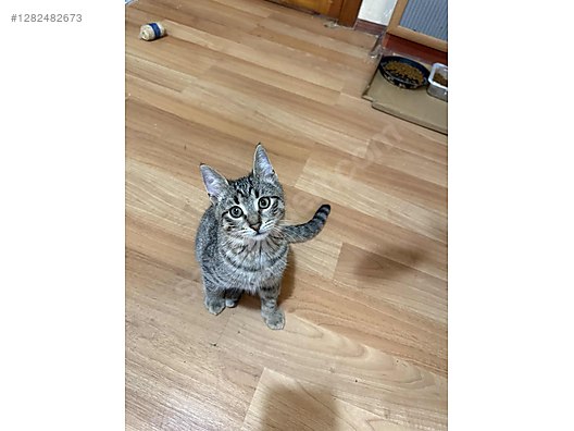 Pets & Livestock / Pets / Cats / Tekir