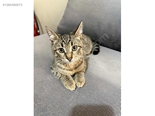 Pets & Livestock / Pets / Cats / Tekir