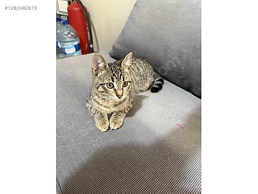 Pets & Livestock / Pets / Cats / Tekir