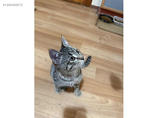 Pets & Livestock / Pets / Cats / Tekir