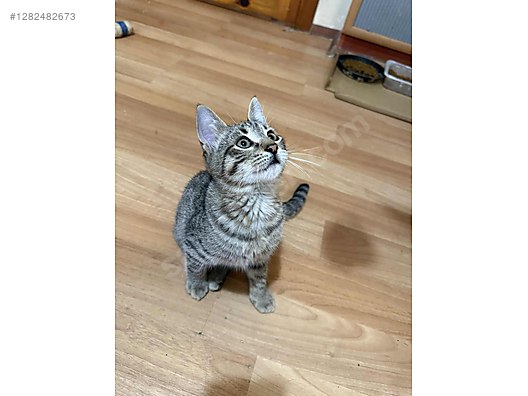 Pets & Livestock / Pets / Cats / Tekir