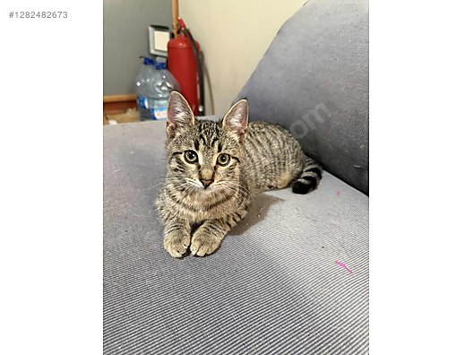 Pets & Livestock / Pets / Cats / Tekir