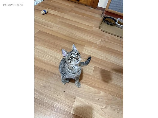 Pets & Livestock / Pets / Cats / Tekir