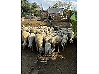 ADAKLIKTA ŞOK KAMPANYA #1204483034