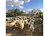 Pets & Livestock / Small Livestock / Sheep