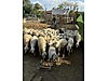 Pets & Livestock / Small Livestock / Sheep