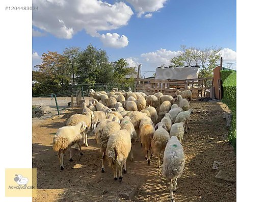 Pets & Livestock / Small Livestock / Sheep