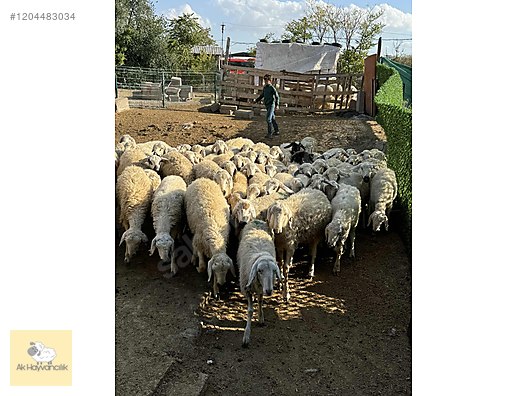 Pets & Livestock / Small Livestock / Sheep