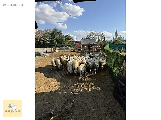 Pets & Livestock / Small Livestock / Sheep