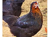 Silivri Satilik Tavuk Cinsleri Ve Fiyatlari Sahibinden Com Da