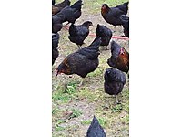 Kocaeli Satilik Tavuk Cinsleri Ve Fiyatlari Sahibinden Com Da Kocaeli Satilik Tavuk Cinsleri Ve Fiyatlari Sahibinden Com Da