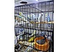 Pets & Livestock / Accessories / Bird / Cages