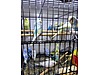Pets & Livestock / Accessories / Bird / Cages