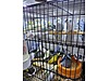 Pets & Livestock / Accessories / Bird / Cages