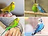 Pets & Livestock / Accessories / Bird / Cages