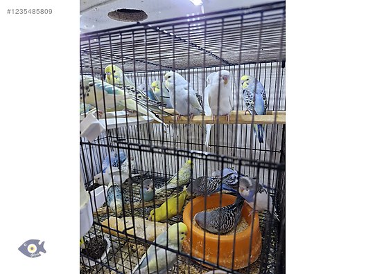 Pets & Livestock / Accessories / Bird / Cages