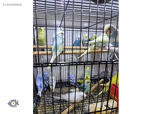 Pets & Livestock / Accessories / Bird / Cages