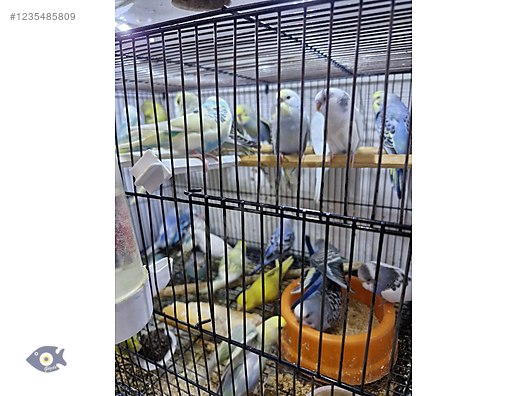 Pets & Livestock / Accessories / Bird / Cages