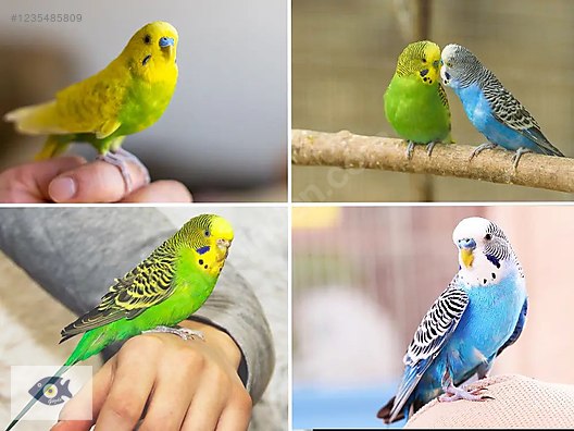 Pets & Livestock / Accessories / Bird / Cages