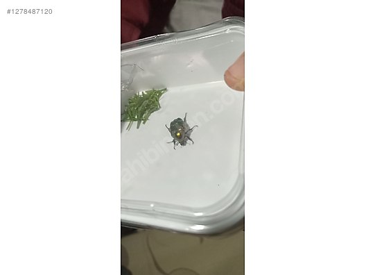 Hayvanlar Alemi / Böcekler / Diğer Türler